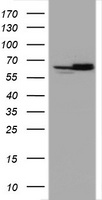 Hsp60 Antibody