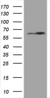 Hsp60 Antibody