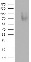 CD43 Antibody