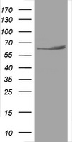 HSPD1 Antibody