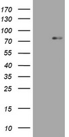 HIF3 alpha Antibody