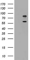 TICAM1 Antibody