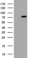 HBS1L Antibody