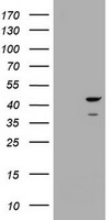 CBX8 Antibody