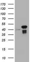 CBX8 Antibody