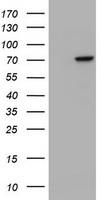 CCDC93 Antibody