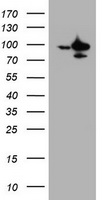 SF3A1 Antibody