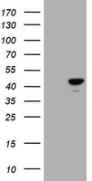 CBX8 Antibody