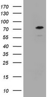 CCDC93 Antibody