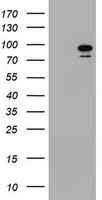 SF3A1 Antibody