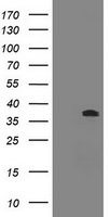 BCL10 Antibody