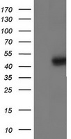 Isocitrate dehydrogenase Antibody