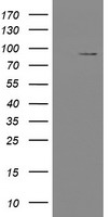TLE 1 Antibody