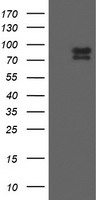 TLE 1 Antibody