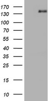 AGTPBP1 Antibody
