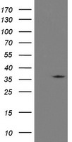 RFC2 Antibody