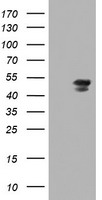 Meis homeobox 3 Antibody