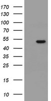 MRPS27 Antibody