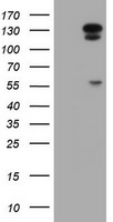AGTPBP1 Antibody