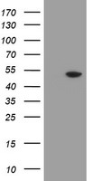 MRPS27 Antibody
