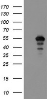 Meis homeobox 3 Antibody