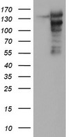 AGTPBP1 Antibody