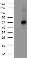 Meis homeobox 3 Antibody