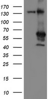 Meis homeobox 3 Antibody