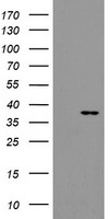 SLUG Antibody