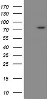 SnoN Antibody