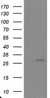 Proteasome subunit alpha type 6 Antibody