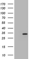 Proteasome subunit alpha type 6 Antibody