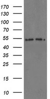 Proteasome subunit alpha type 6 Antibody