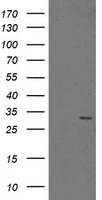 Proteasome subunit alpha type 6 Antibody