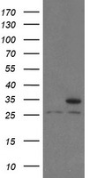 Proteasome subunit alpha type 6 Antibody