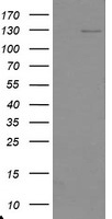 USP36 Antibody