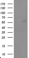 TRIP Antibody