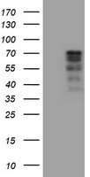 CNOT4 Antibody