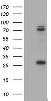 CNOT4 Antibody