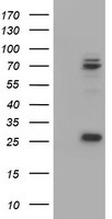 CNOT4 Antibody