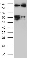 CNOT4 Antibody