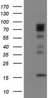CNOT4 Antibody