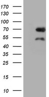 cIAP2 Antibody