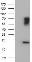 cIAP2 Antibody