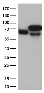 Albumin Antibody