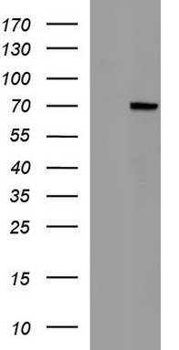 Albumin Antibody