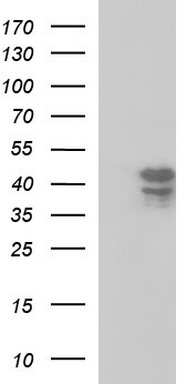 SEPTIN1 Antibody