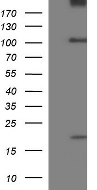 UNC13D Antibody