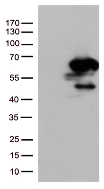 SMAD1 Antibody