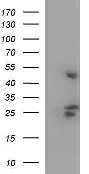 SCF Antibody